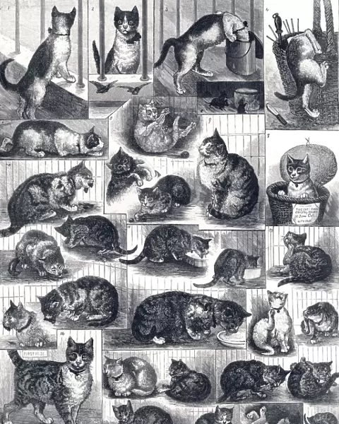 Our Cats: a domestic history by Louis Wain