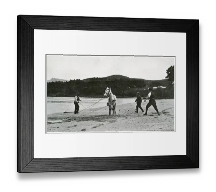 Framed Print : Breaking in ponies for the Scott Polar Expedition Framed Print : Breaking in ponies for the Scott Polar Expedition