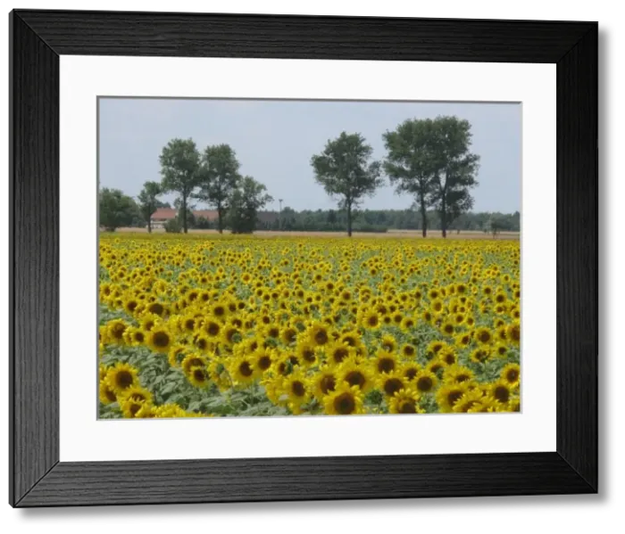 Framed Print : Sunflower field near Riesa, Saxony, Germany Framed Print : Sunflower field near Riesa, Saxony, Germany