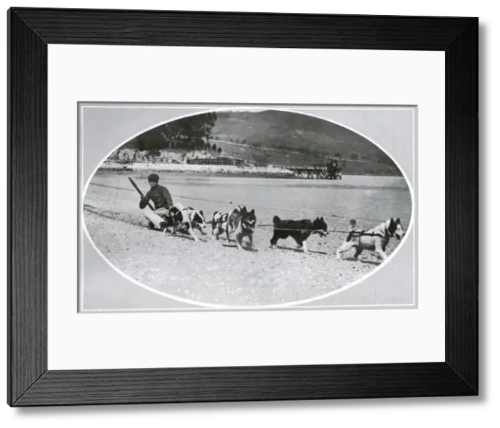 Framed Print : Exercising dogs in New Zealand prior to Scott Polar Expediti Framed Print : Exercising dogs in New Zealand prior to Scott Polar Expediti
