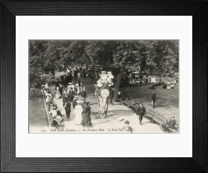 Framed Print : Elephant Ride at London Zoo Framed Print : Elephant Ride at London Zoo