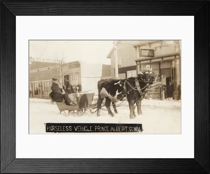 Framed Print : Prince Albert, Saskatchewan, Canada - Ox Sled Framed Print : Prince Albert, Saskatchewan, Canada - Ox Sled