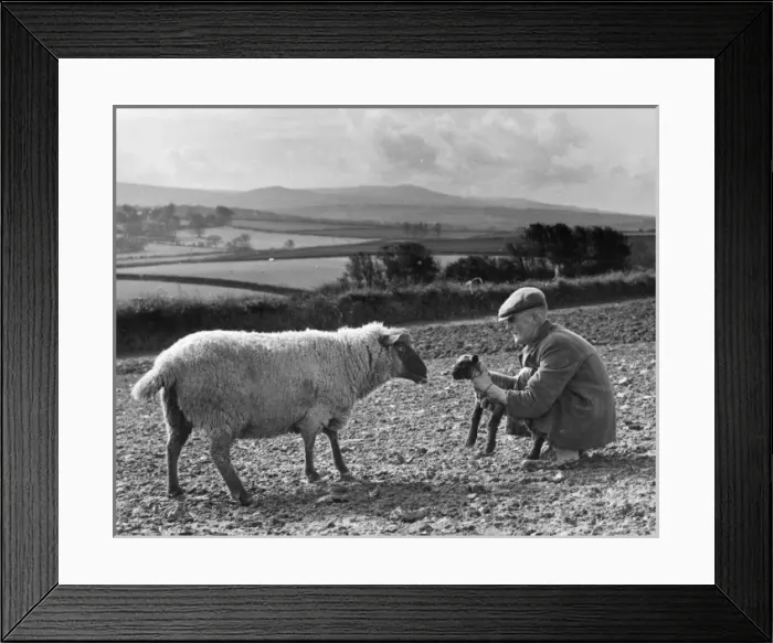 Framed Print : Shepherd with lamb and sheep, Devon Framed Print : Shepherd with lamb and sheep, Devon
