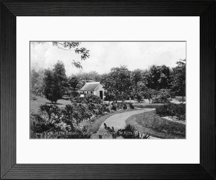 Framed Print : Saint Kitts and Nevis - The Botanic Gardens - Basseterre Framed Print : Saint Kitts and Nevis - The Botanic Gardens - Basseterre