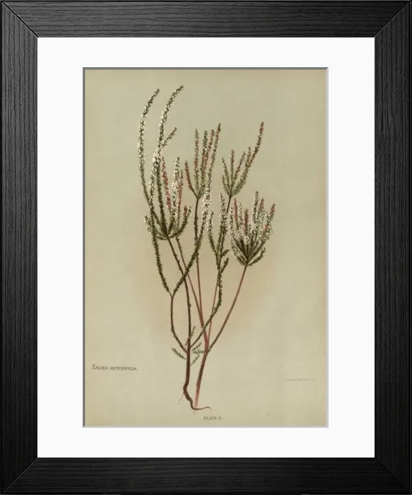 Framed Print : Epacris Microphylla or Coral Heath Framed Print : Epacris Microphylla or Coral Heath