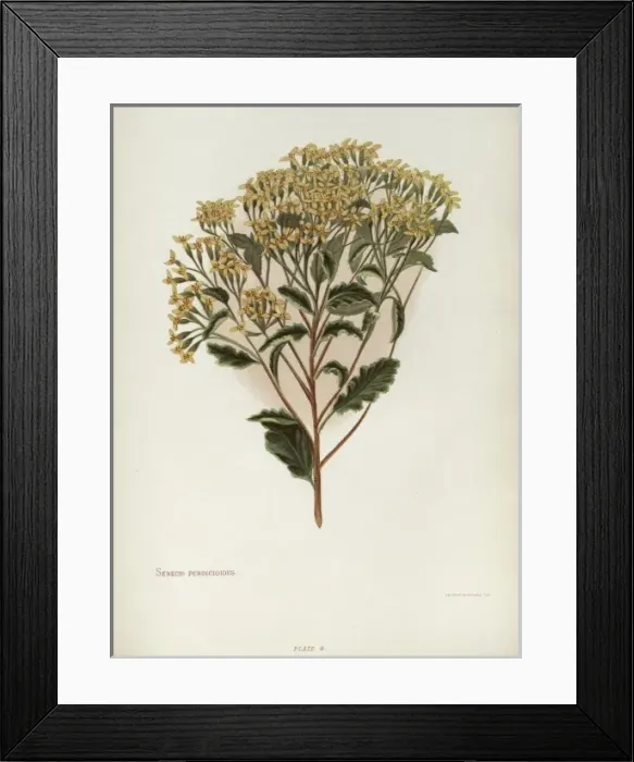 Framed Print : Senecio Perdicioides or Raukumara Framed Print : Senecio Perdicioides or Raukumara