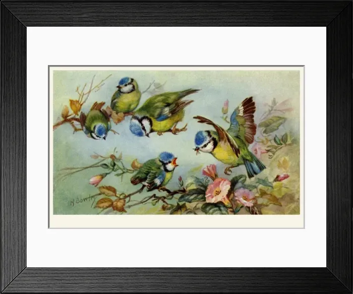 Framed Print : Blue tits. From a series of postcards.. c.1937 Framed Print : Blue tits. From a series of postcards.. c.1937