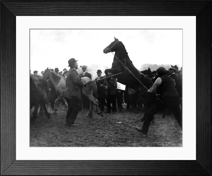 Framed Print : Scene at Barnet Horse Fair, North London Framed Print : Scene at Barnet Horse Fair, North London