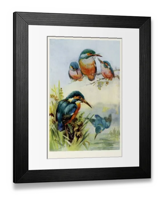 Framed Print : Kingfishers Framed Print : Kingfishers