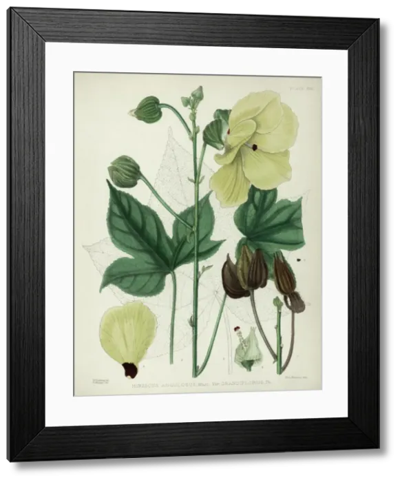 Framed Print : Hibiscus angulosus grandiflorus, yellow hibiscus flower Framed Print : Hibiscus angulosus grandiflorus, yellow hibiscus flower