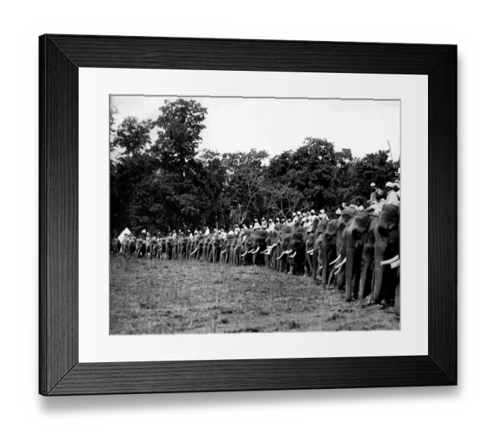 Framed Print : Large number of hunting elephants, Nepal Framed Print : Large number of hunting elephants, Nepal