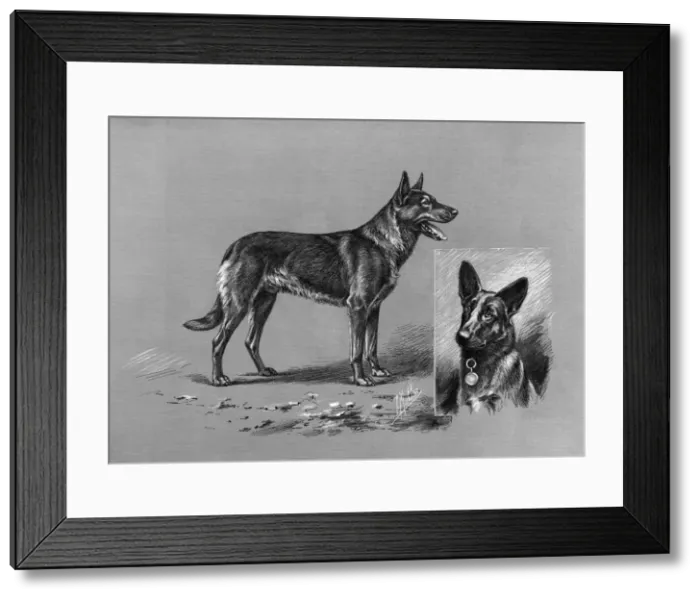 Framed Print : German Shepherd Dog Framed Print : German Shepherd Dog