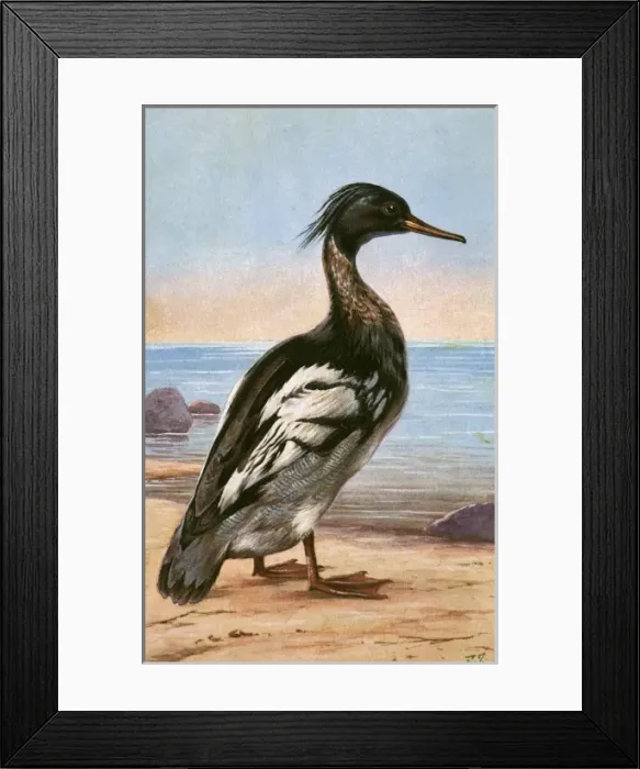 Framed Print : Red-breasted Merganser Framed Print : Red-breasted Merganser