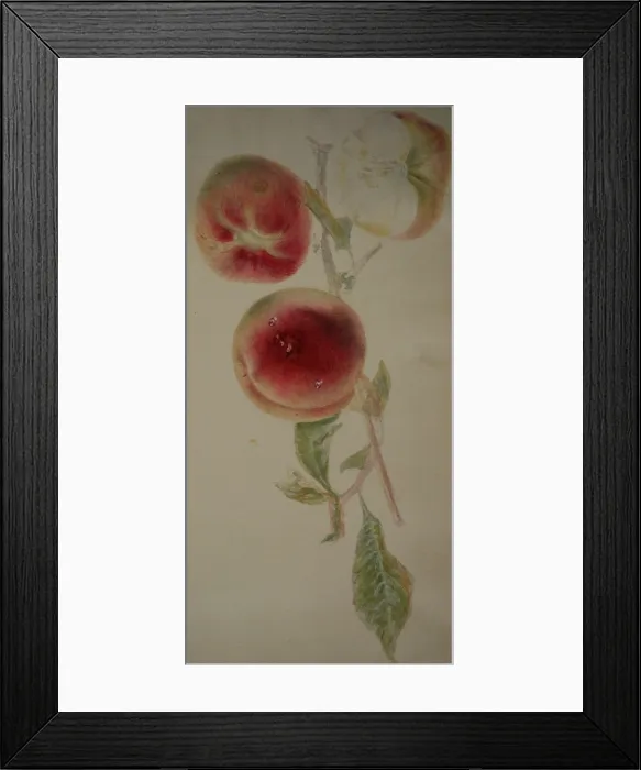 Framed Print : Painting of peaches on a branch Framed Print : Painting of peaches on a branch