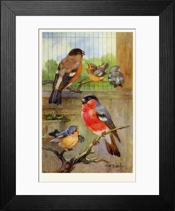 Framed Print : Bullfinches Framed Print : Bullfinches