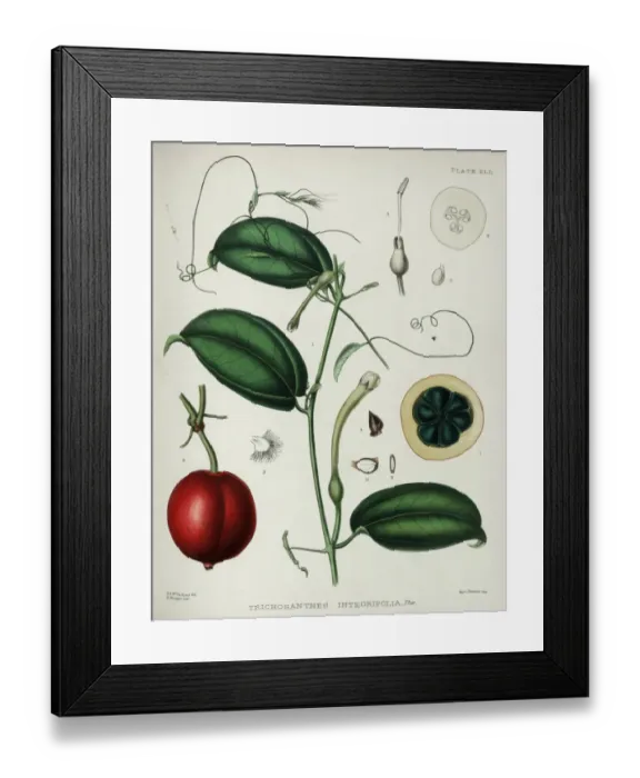 Framed Print : Trichosanthes integrifolia Framed Print : Trichosanthes integrifolia