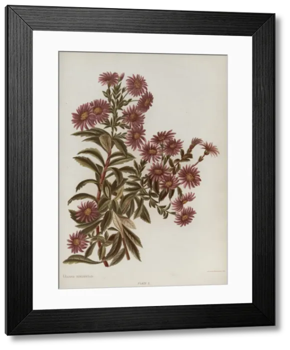 Framed Print : Olearia Semidentata Framed Print : Olearia Semidentata