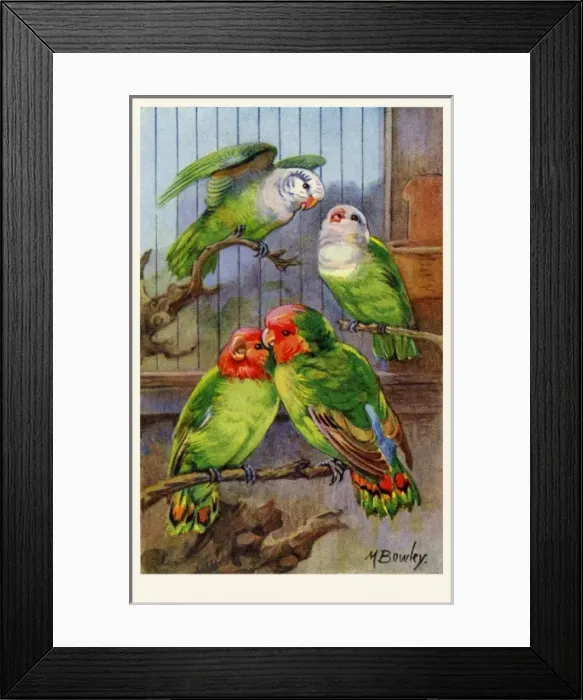 Framed Print : Love Birds Framed Print : Love Birds