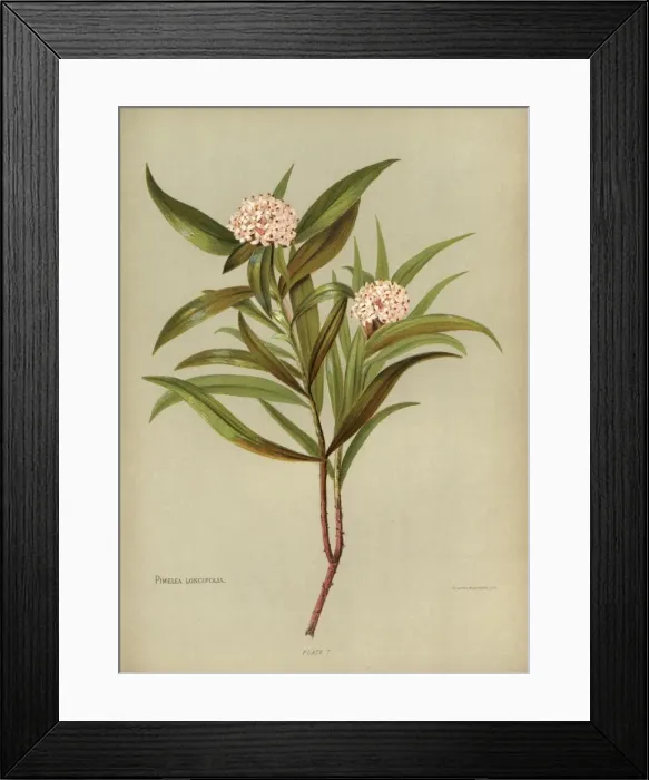 Framed Print : Pimelea Longifolia or Taranga Framed Print : Pimelea Longifolia or Taranga