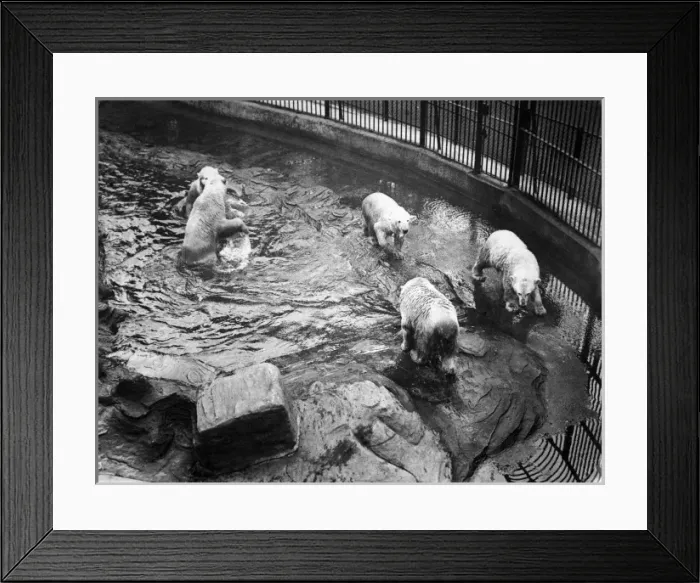Framed Print : Five polar bears on holiday at London Zoo Framed Print : Five polar bears on holiday at London Zoo