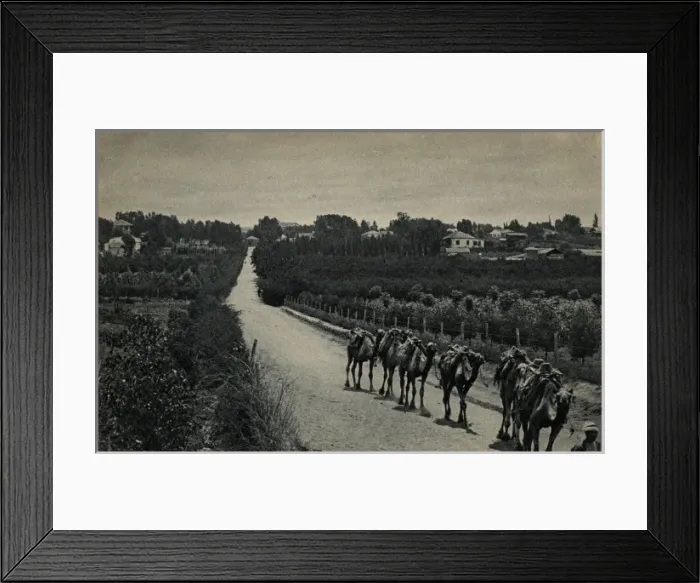Framed Print : Camels and orange groves, Palestine Framed Print : Camels and orange groves, Palestine