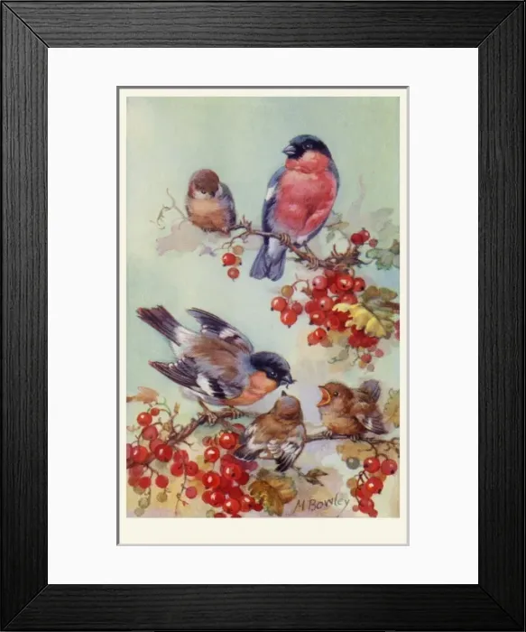 Framed Print : Bullfinches Framed Print : Bullfinches