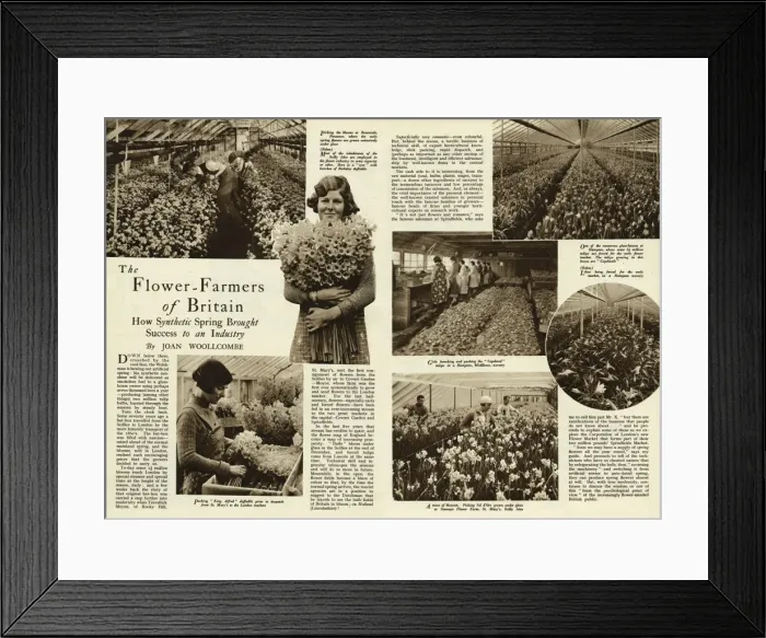 Framed Print : The flower farmers of Britain 1938 Framed Print : The flower farmers of Britain 1938