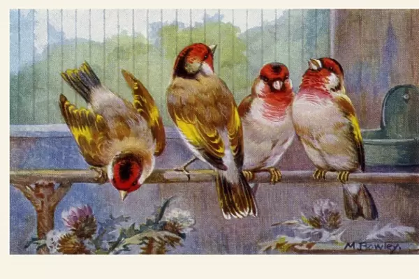 Goldfinch-Bullfinch hybrids