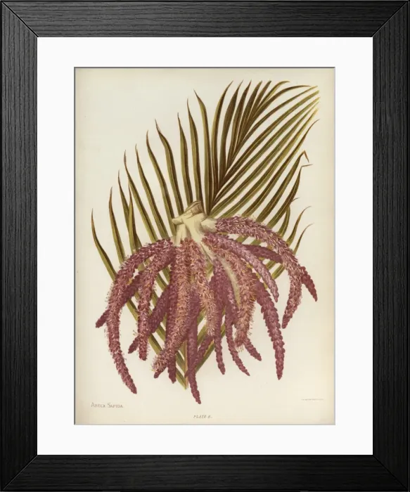 Framed Print : Areca Sapida or Feather Duster Palm Framed Print : Areca Sapida or Feather Duster Palm