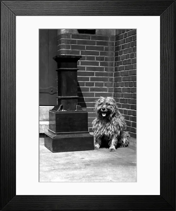 Framed Print : Watchdog at Westminster Cathedral, London Framed Print : Watchdog at Westminster Cathedral, London