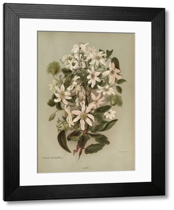 Framed Print : Clematis Indivisa Willd. or Clematis Paniculata Framed Print : Clematis Indivisa Willd. or Clematis Paniculata