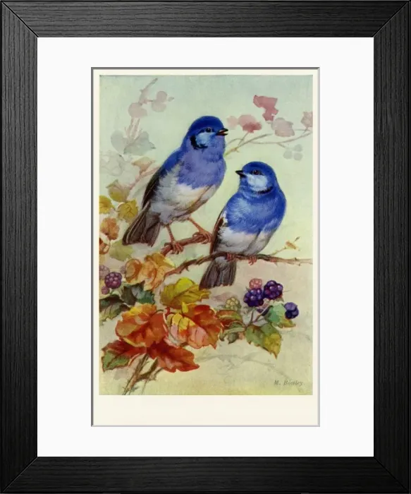 Framed Print : Bluebirds & blossoms Framed Print : Bluebirds & blossoms