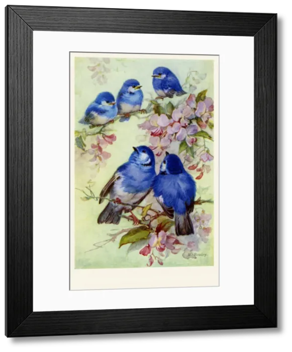 Framed Print : Bluebirds & blossoms Framed Print : Bluebirds & blossoms