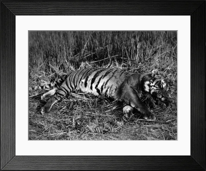 Framed Print : Nepal tiger shot by Maharajah of Nepal Framed Print : Nepal tiger shot by Maharajah of Nepal