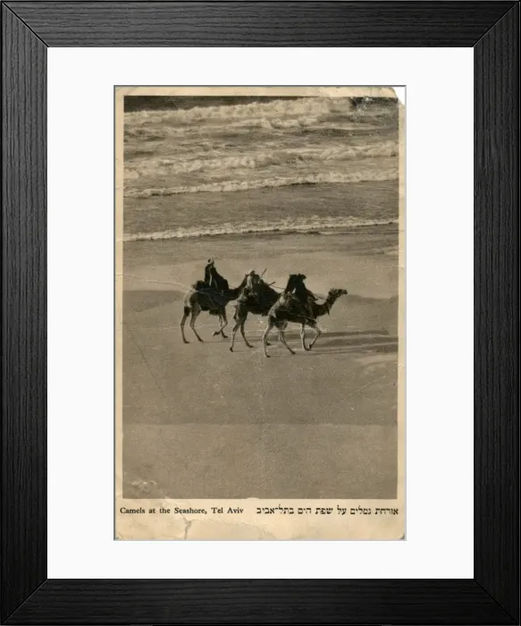 Framed Print : Camels on seashore, Tel Aviv, Israel Framed Print : Camels on seashore, Tel Aviv, Israel