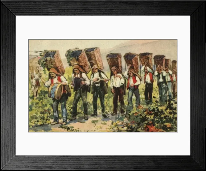 Framed Print : Carrying grapes - Portugal Framed Print : Carrying grapes - Portugal
