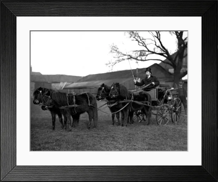 Framed Print : Lord George Sanger with his ponies Framed Print : Lord George Sanger with his ponies