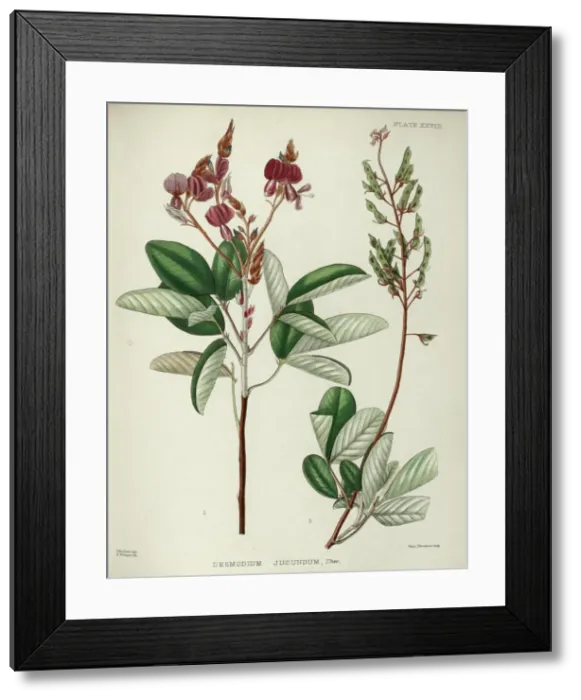 Framed Print : Desmodium jucundum Framed Print : Desmodium jucundum