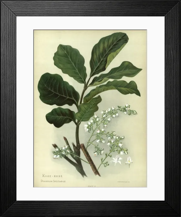 Framed Print : Kohe-Kohe or Dysoxylum Spectabile Framed Print : Kohe-Kohe or Dysoxylum Spectabile
