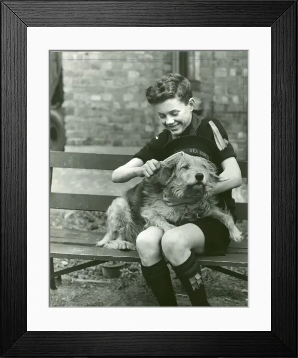Framed Print : Sea Scout grooming a dog Framed Print : Sea Scout grooming a dog