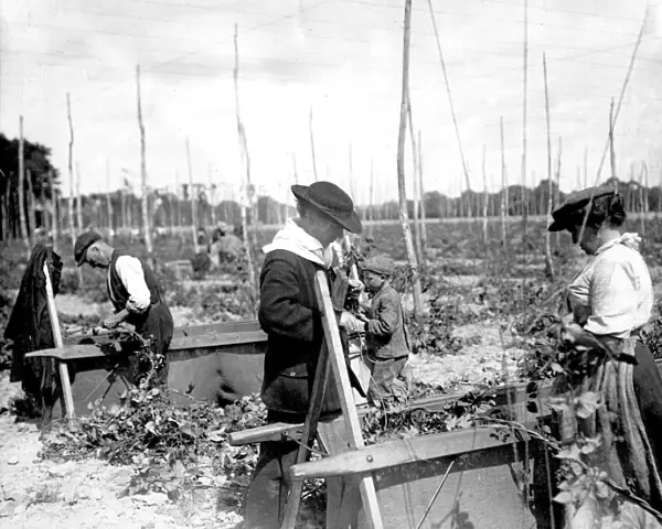 People from Stepney, East London, hop picking in Kent