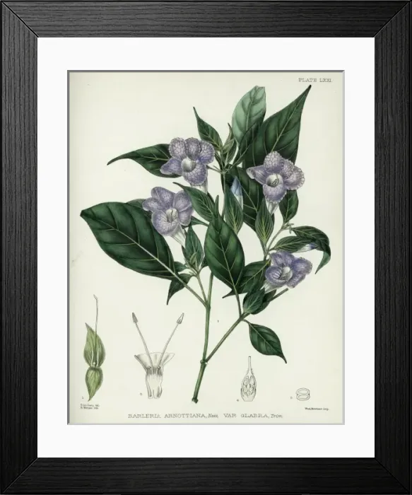 Framed Print : Barleria arnottiana Nees Framed Print : Barleria arnottiana Nees