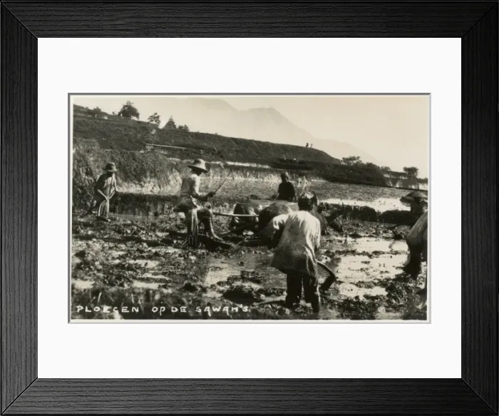 Framed Print : Ploughing Teams in the rice fields, Indonesia Framed Print : Ploughing Teams in the rice fields, Indonesia