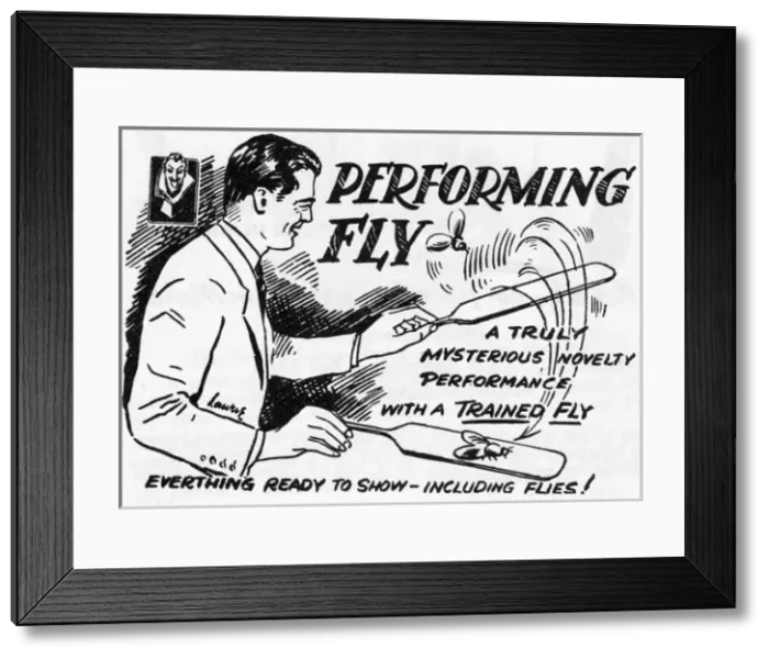Framed Print : Performing Fly Framed Print : Performing Fly