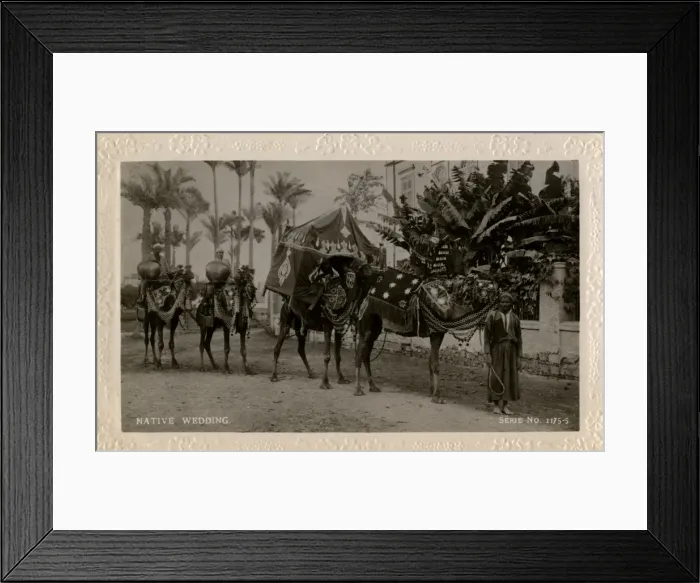 Framed Print : Arab wedding with camels, Egypt Framed Print : Arab wedding with camels, Egypt