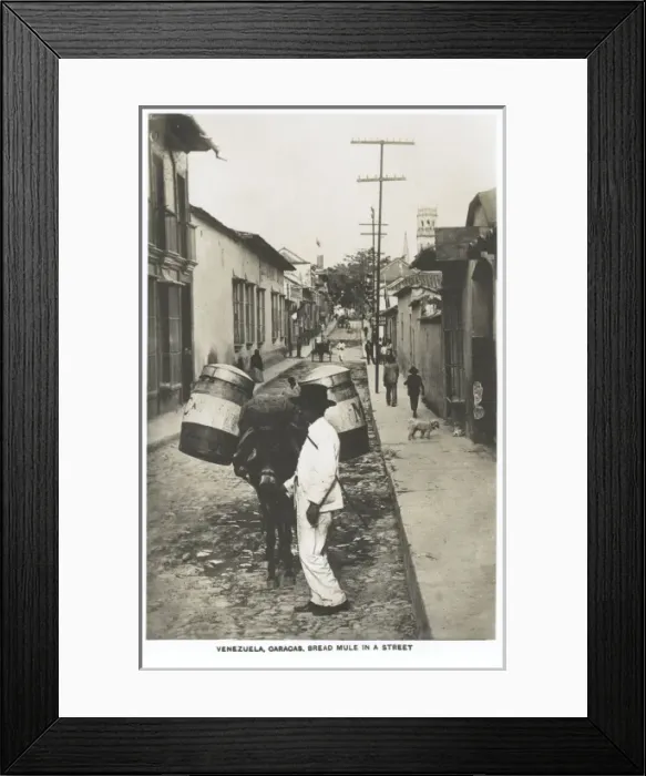 Framed Print : Venezuela, Caracas - Itinerant Bread Seller and mule Framed Print : Venezuela, Caracas - Itinerant Bread Seller and mule
