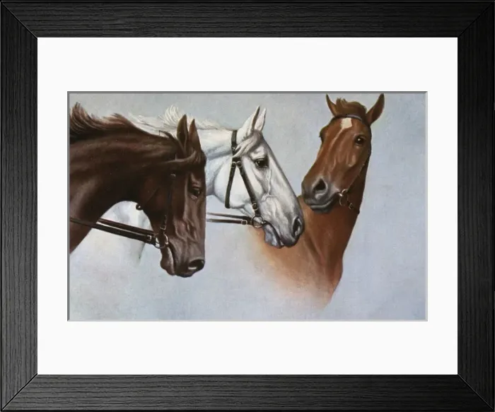 Framed Print : Three fine horses Framed Print : Three fine horses
