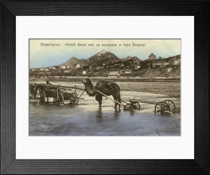 Framed Print : Pyatigorsk, Russa - A Camel cart Framed Print : Pyatigorsk, Russa - A Camel cart