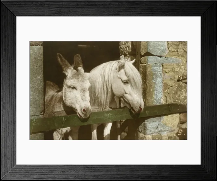 Framed Print : Horses - Grey Horse and Donkey in a stall Framed Print : Horses - Grey Horse and Donkey in a stall