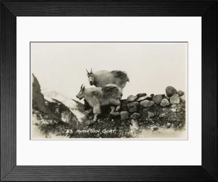 Framed Print : Mountain Goats in Canada Framed Print : Mountain Goats in Canada